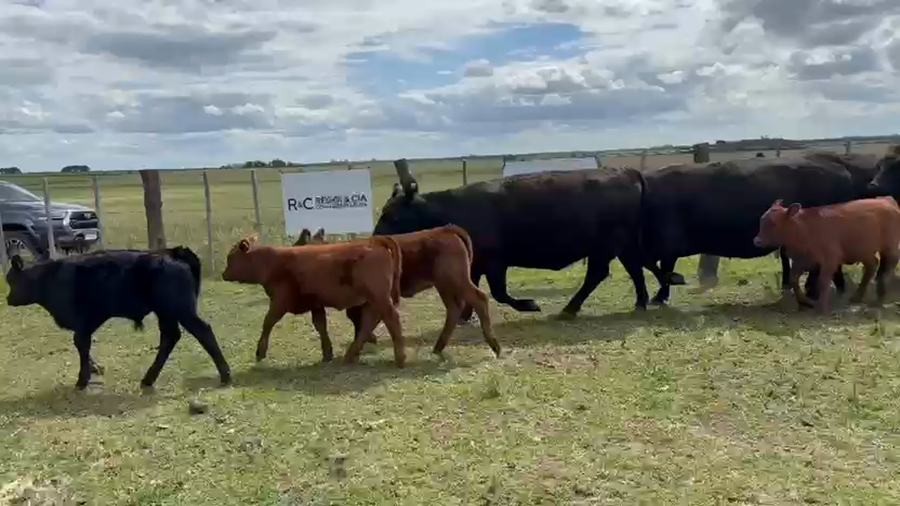 Lote 100 Vacas CUT con cría