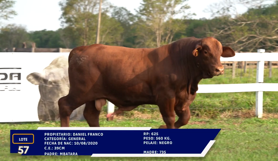 Lote LOTE 57