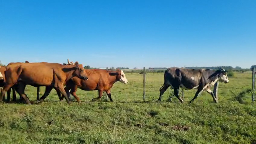 Lote 25 Vacas de invernar en Corrientes, Monte Caseros