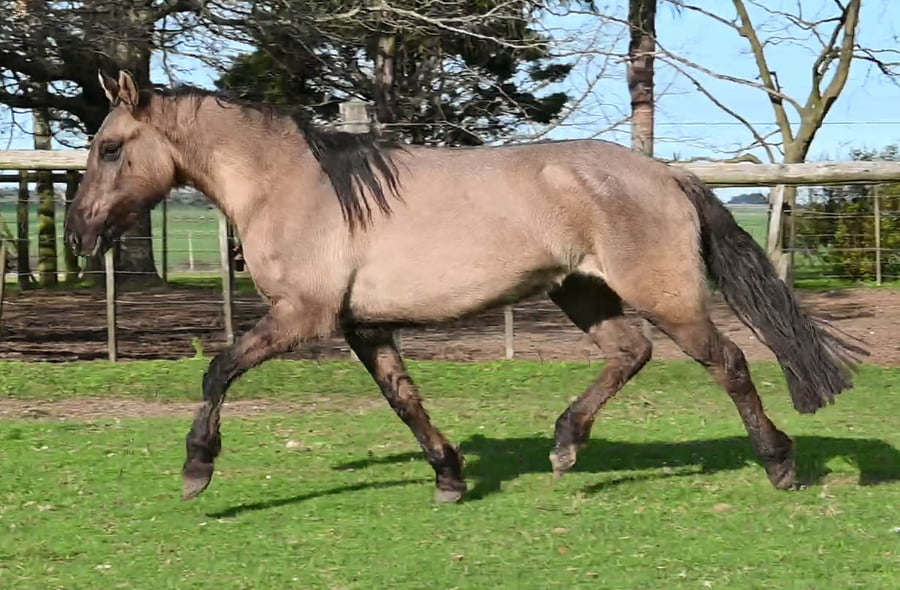 Lote MARSELLESA MOLLES