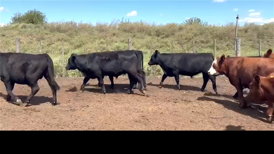 Lote 50 Novillitos y Vaquillonas