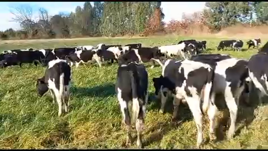 Lote 55 Ternero en Purranque, X Región Los Lagos