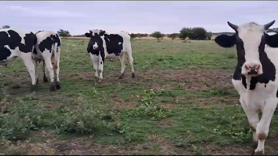 Lote (Vendido)20 Novillos Holando a remate en Pantalla Camy en 10 Km  de San Jose