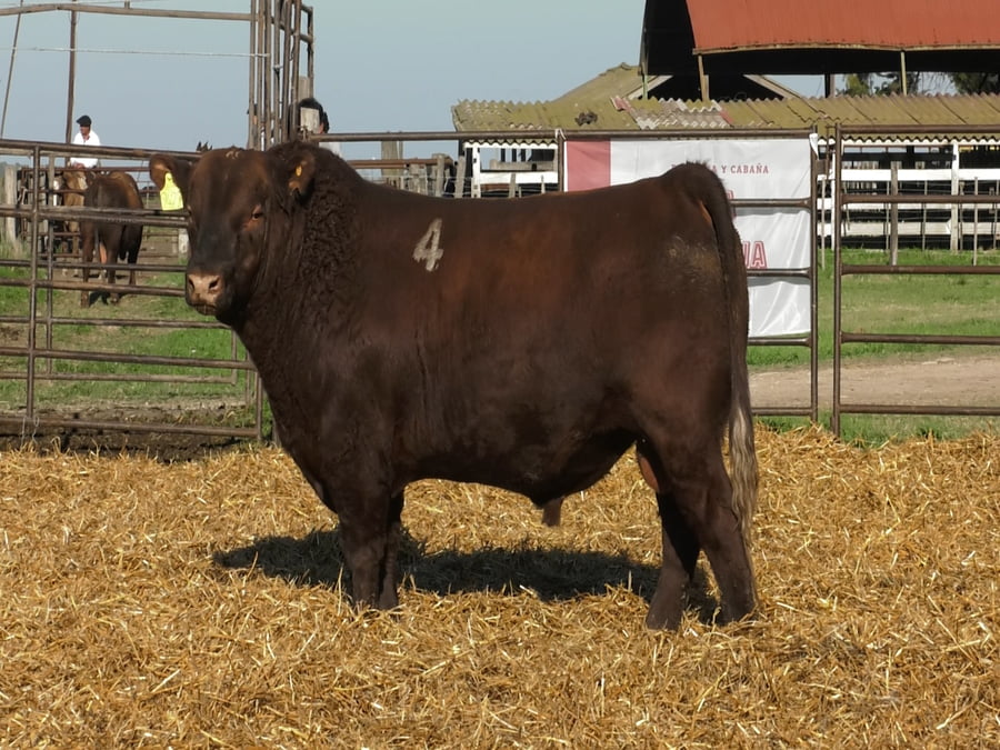 Lote TOROS ANGUS COLORADOS PC