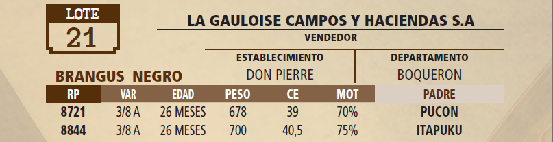 Lote LOTE 21 - VIVO