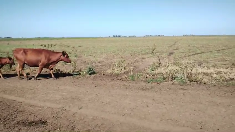 Lote 110 Terneros/as