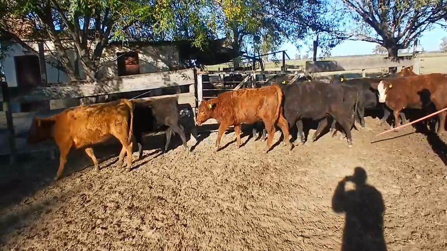 Lote 18 Terneros/AS BritánicoS en Col. Tacurales, Santa Fe