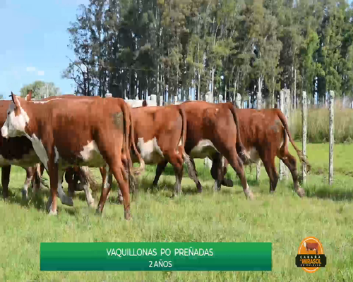 Lote VAQUILLONAS 2 AÑOS P.O PREÑADAS