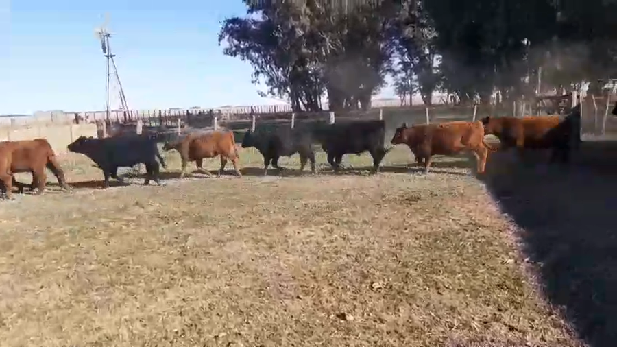 Lote 148 Terneros