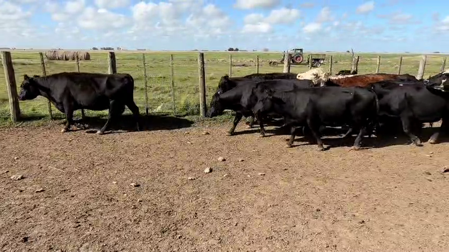 Lote 30 Vacas CUT preñadas