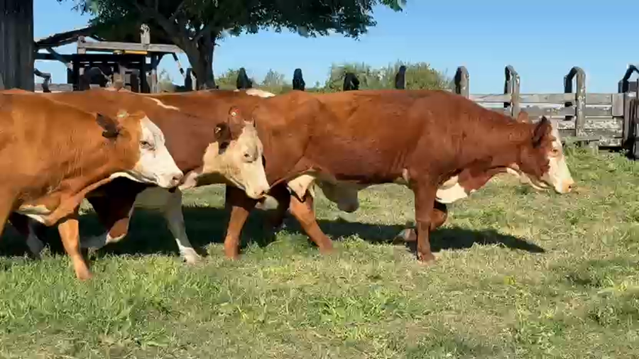 Lote 15 Vacas de invernar en Corrientes, Curuzu Cuatia