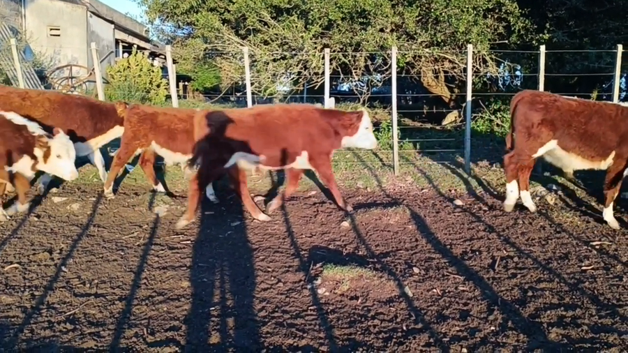 Lote Birriel Hnos y Asociados