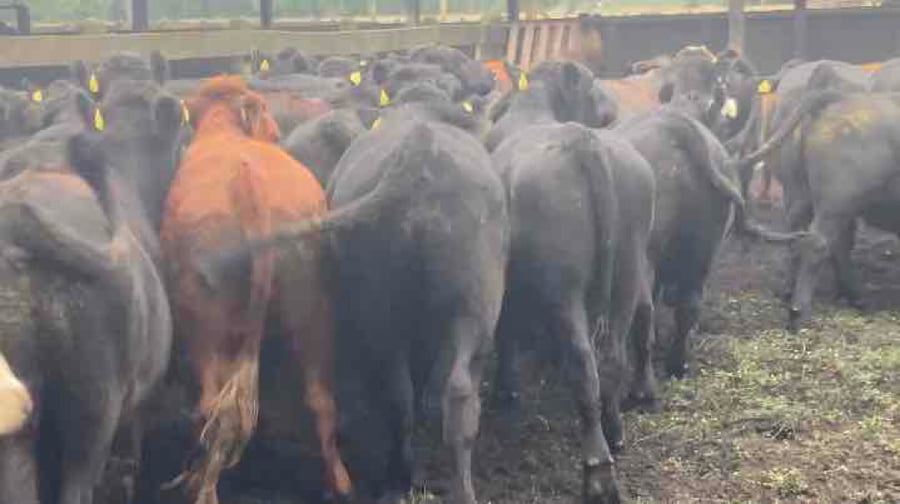 Lote 55 Novillo Engorda en Río Bueno, XIV Región Los Ríos