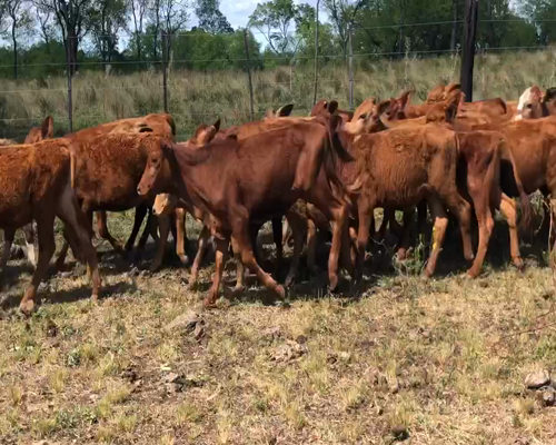 Lote 87 Terneros/as en Profundidad, Mendoza