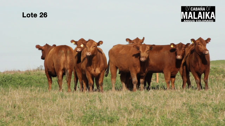 Lote "VAQUILLONAS MAS PREÑADAS ""CABAÑA MALAIKA"""