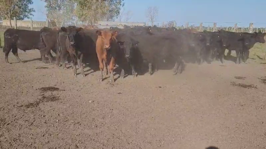 Lote 71 Terneros/as en Villaguay, Entre Ríos