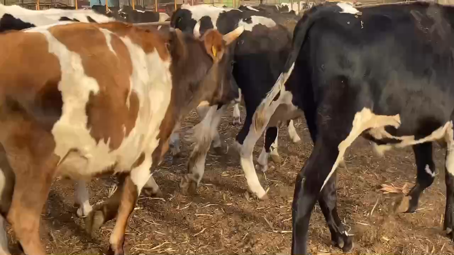 Lote 45 Novillo Gordo en Melipilla, Región Metropolitana