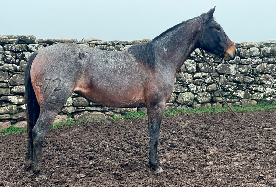 Lote FORTUNA GAITERA