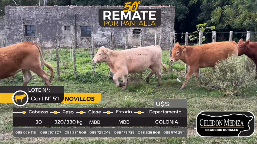 Lote 30 Novillos en Camino Reducto Colonia