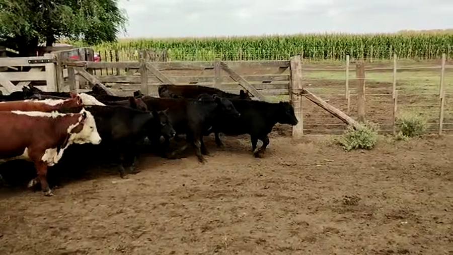 Lote 85 Terneras en Pehuajó, Buenos Aires