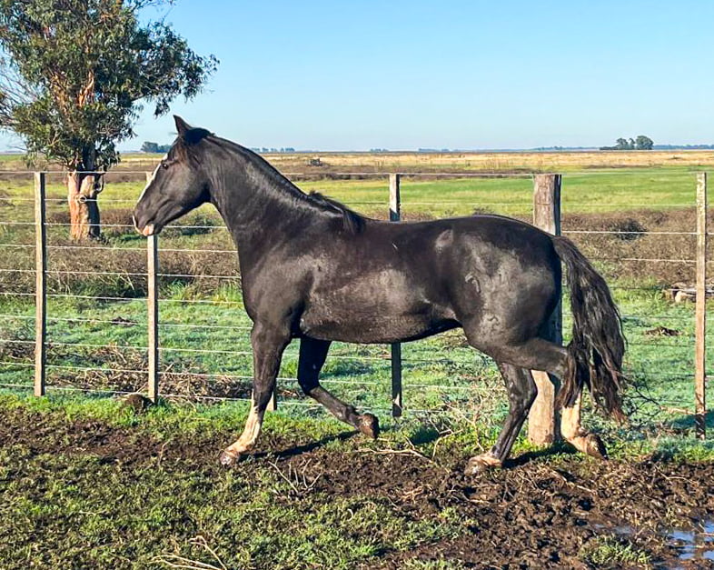 Lote Cuminao Cascarón