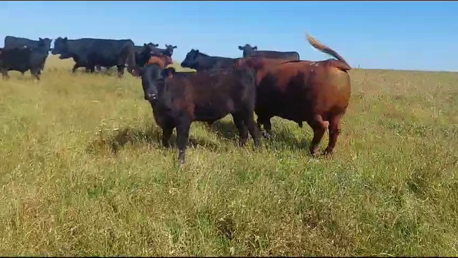 Lote Toros Angus PPI a remate en Pantalla Camy 600kg -  en Ruta 3 Km 132