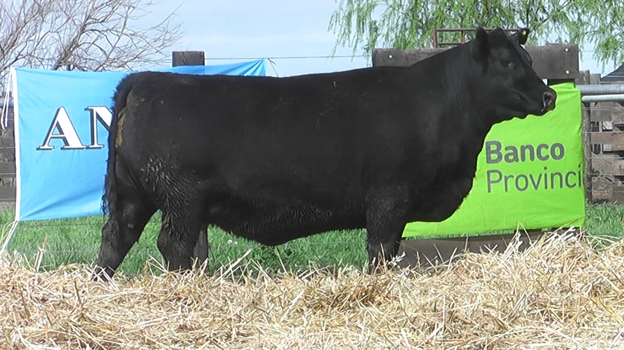 Lote VACAS ANGUS PP