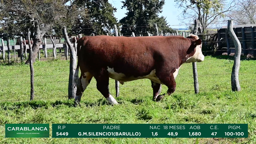 Lote Carablanca