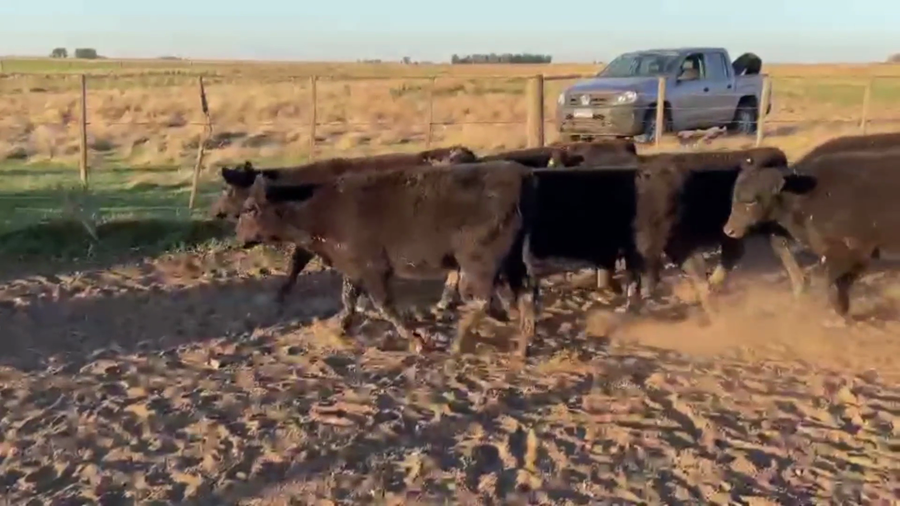 Lote 70 TERNS. MACHOS Y HEMBRAS, OLAVARRIA, PCIA. DE BS. AS.