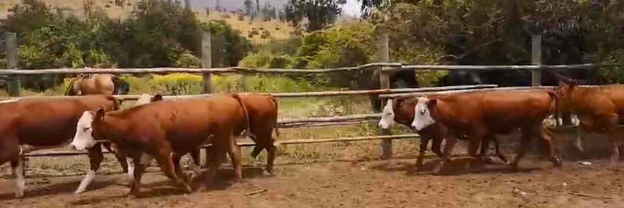 Lote 36 Vaquilla Engorda en V  Región Valparaíso, Puchuncaví