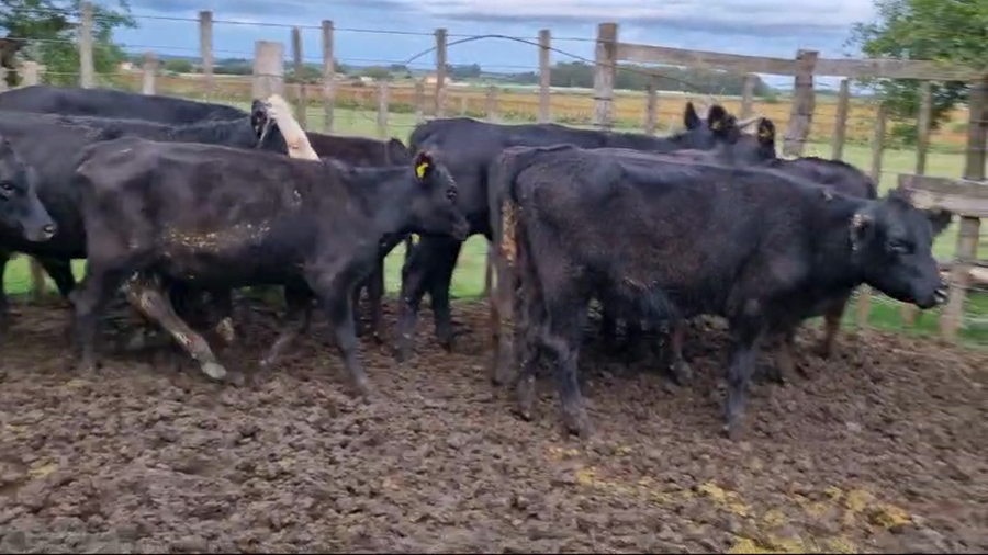 Lote 21 Terneras Angus a remate en Pantalla Camy en Ruta 3 Km 75