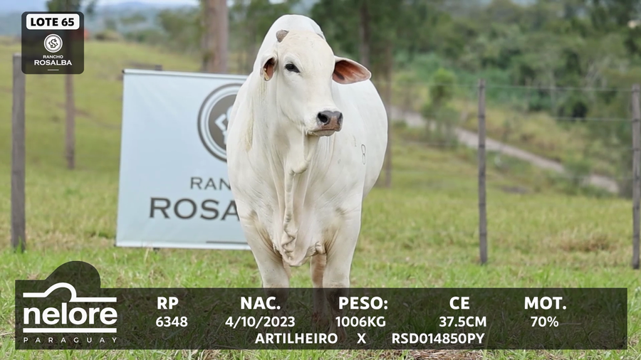 Lote LOTE 65