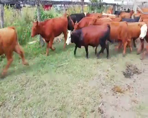 Lote 67 Terneros/as en Villaguay, Entre Ríos