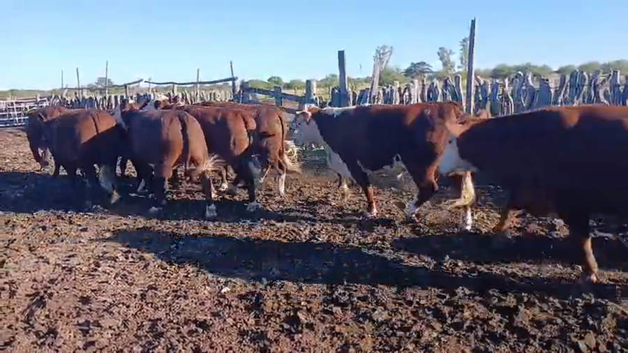 Lote 33 Novillos