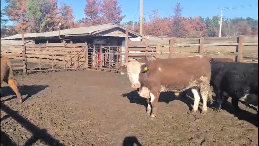 Lote 40 Novillo Gordo en Los Ángeles, VIII Región Biobío