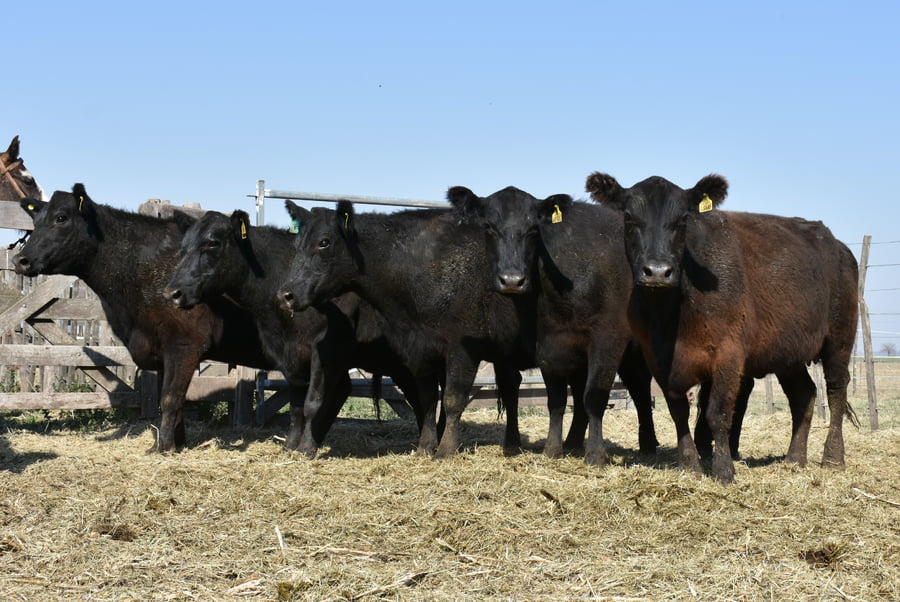 Lote HEMBRAS PURAS CONTROLADAS(NEGRA)(Corral 55)