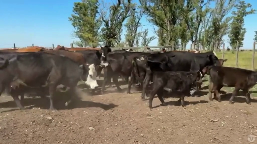Lote 20 Vacas CUT con 20 crías