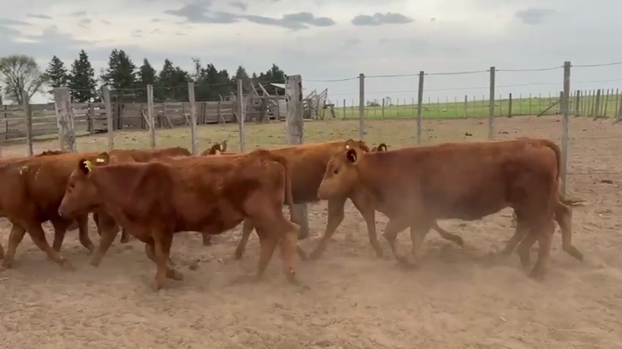 Lote 49 Terneros y Terneras