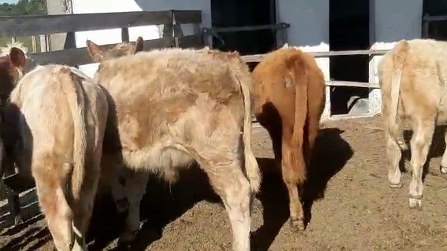 Lote 6 Terneras HOLANDO Y CRUZAS a remate en Pantalla Camy Mayo - Desde La Cuenca 230kg - , San José