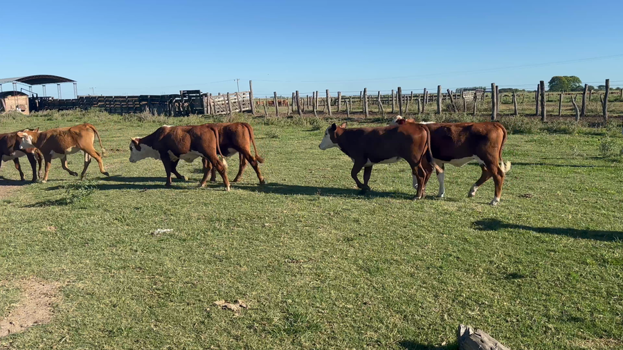 Lote 100 Terneras en Corrientes, Bella Vista