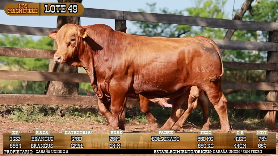 Lote LOTE 49 - PANTALLA