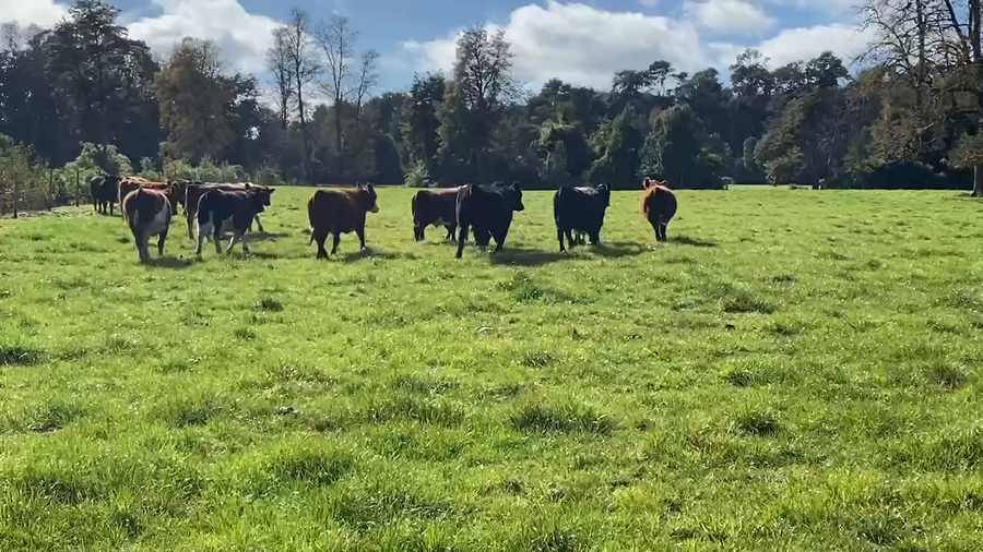 Lote 20 Novillo Engorda en Osorno, X Región Los Lagos