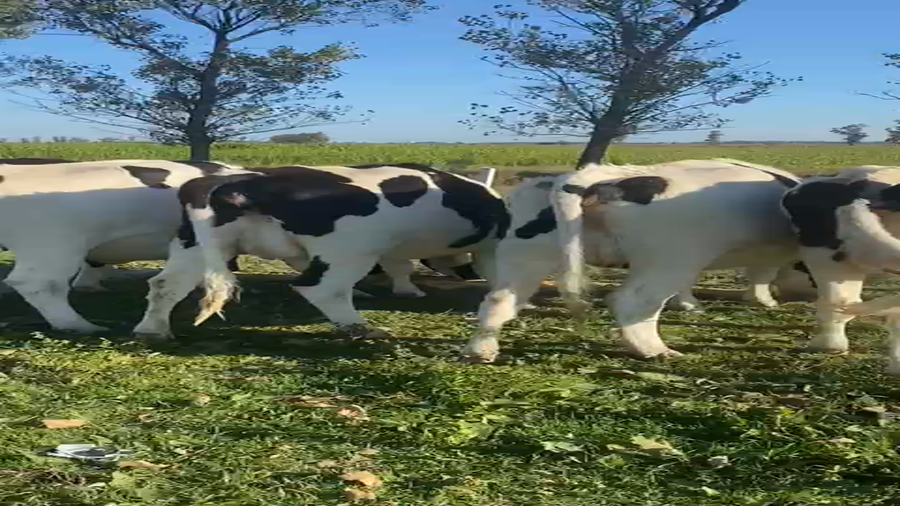 Lote Vaquillonas Preñadas - Lala Regina S.R.L