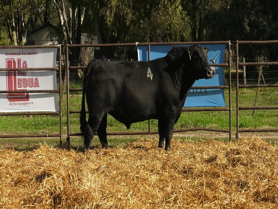 Lote TOROS ANGUS NEGROS PC
