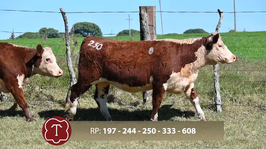 Lote Don Carlos de Thompson - Escritorio Dutra