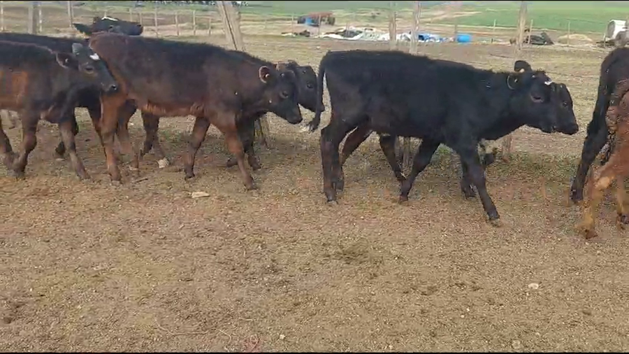 Lote 10 Terneros Cruzas a remate en Aniversario 115 Años - Camy en a 15 km de Florida