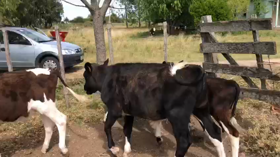 Lote 4 Terneros Holando