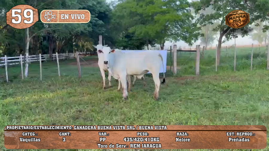 Lote LOTE 59 -EN VIVO