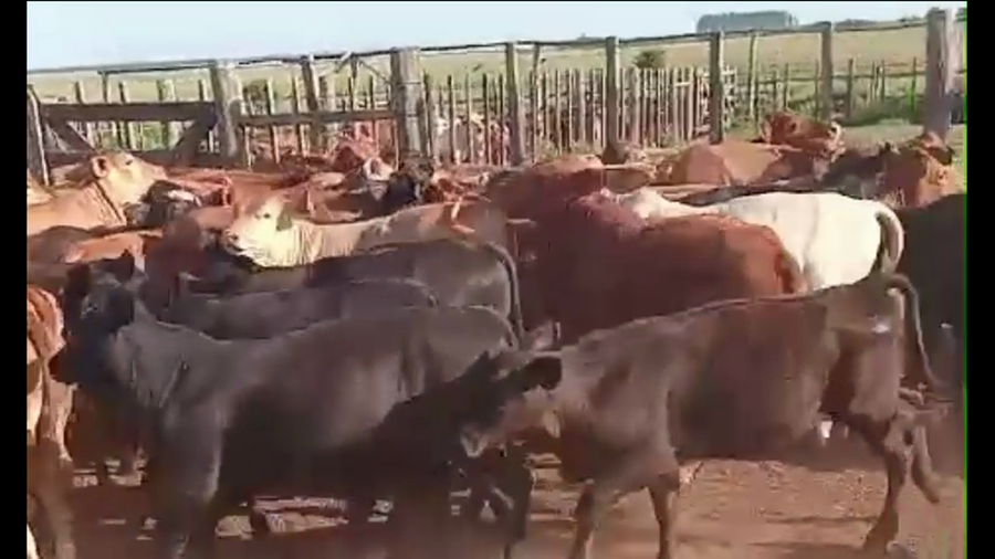 Lote 100 Terneros/as