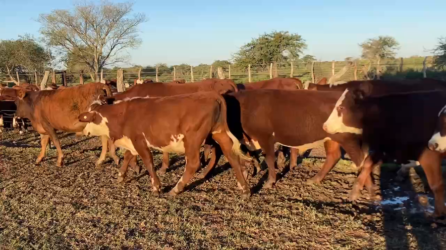 Lote 44 Novillos en Mercedes, Corrientes